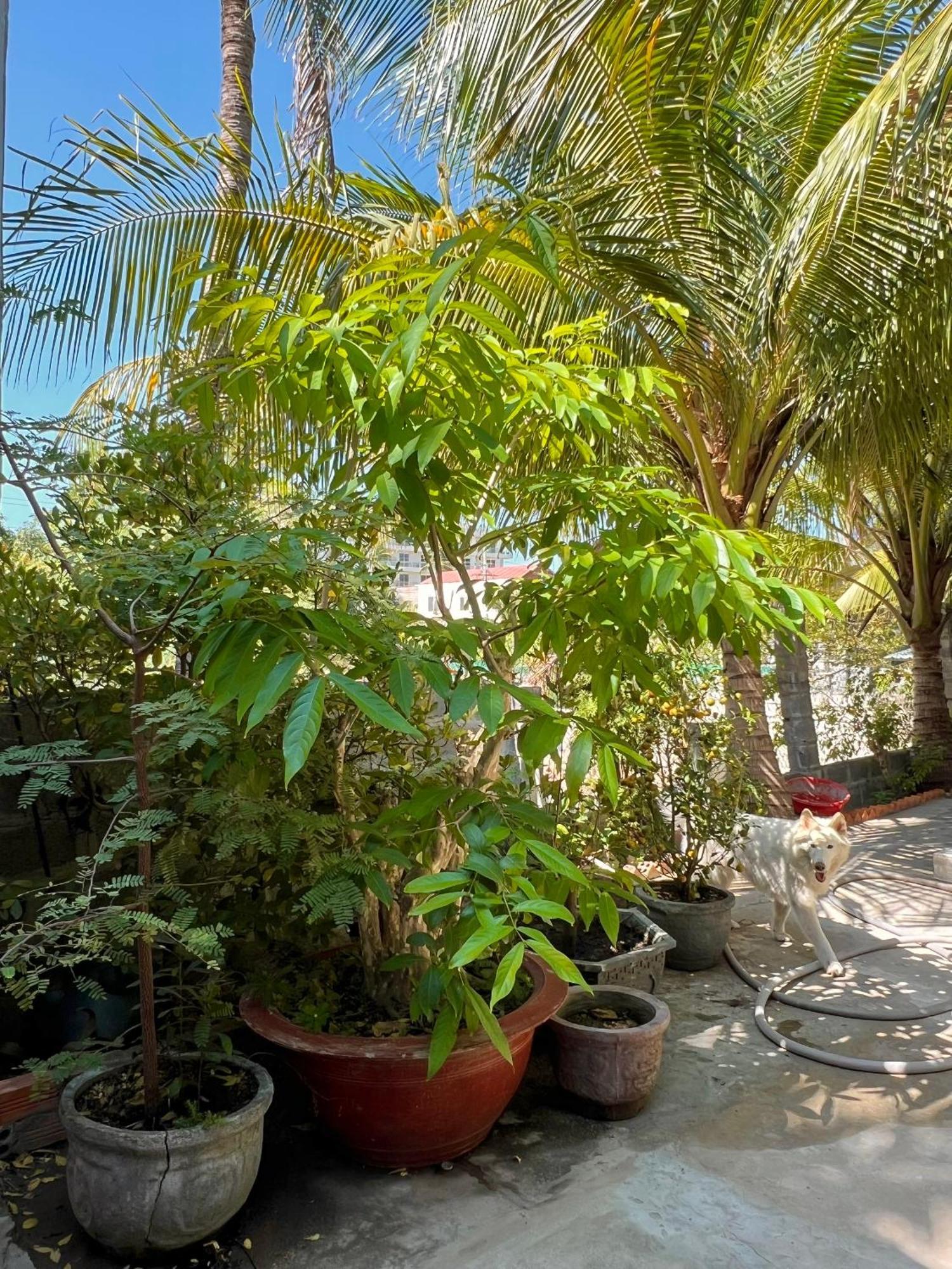 Duc Thao Guest House Mũi Né Exterior foto